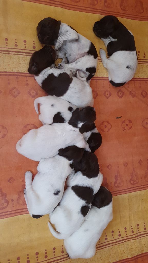 chiot Petit Epagneul de Münster du bois de Berny